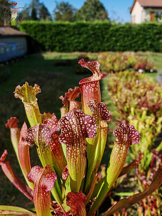 SX08 Sarracenia x “velvet”