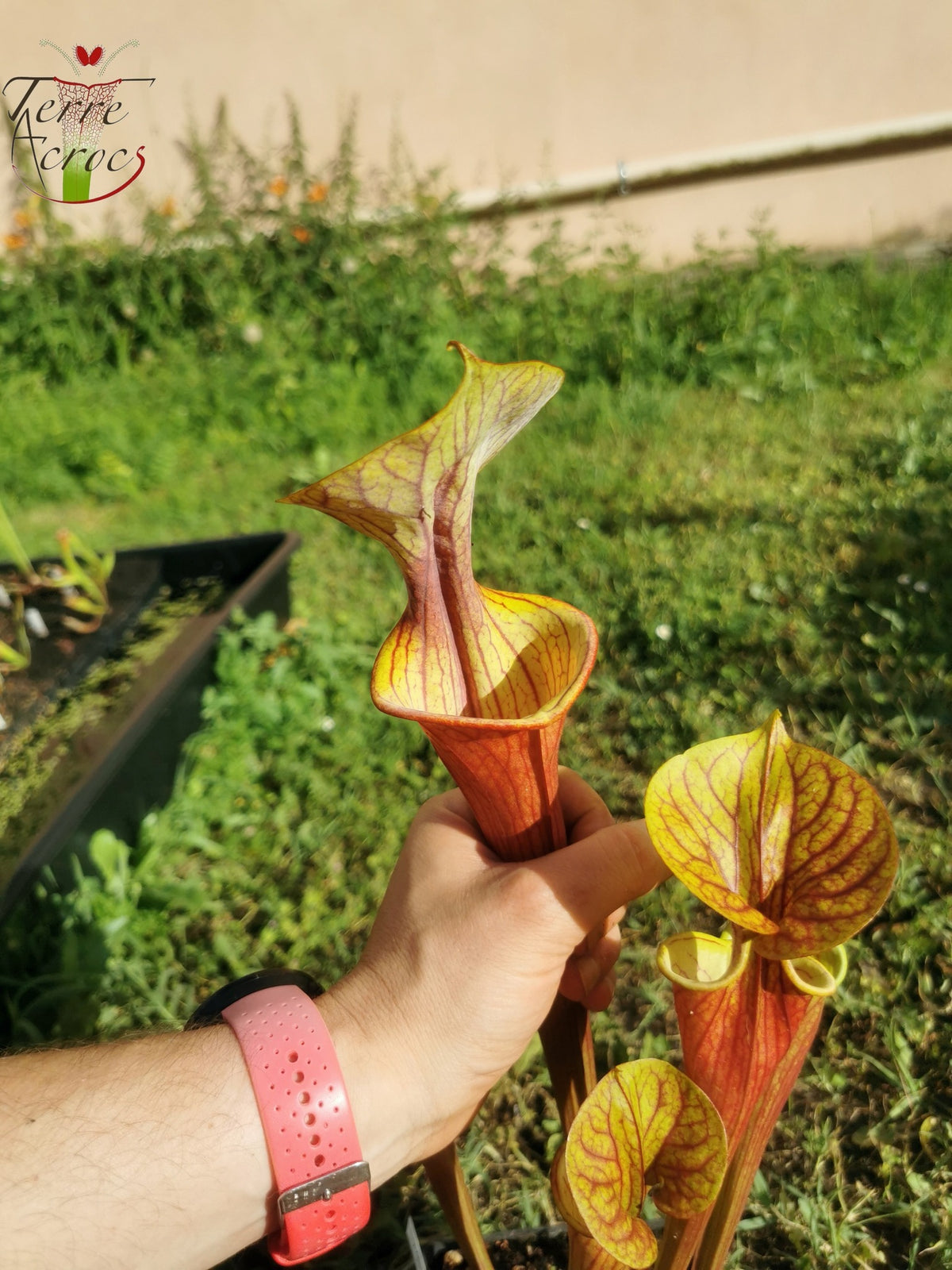 SX10 Sarracenia x (S. oreophila x S. flava var. atropurpurea)