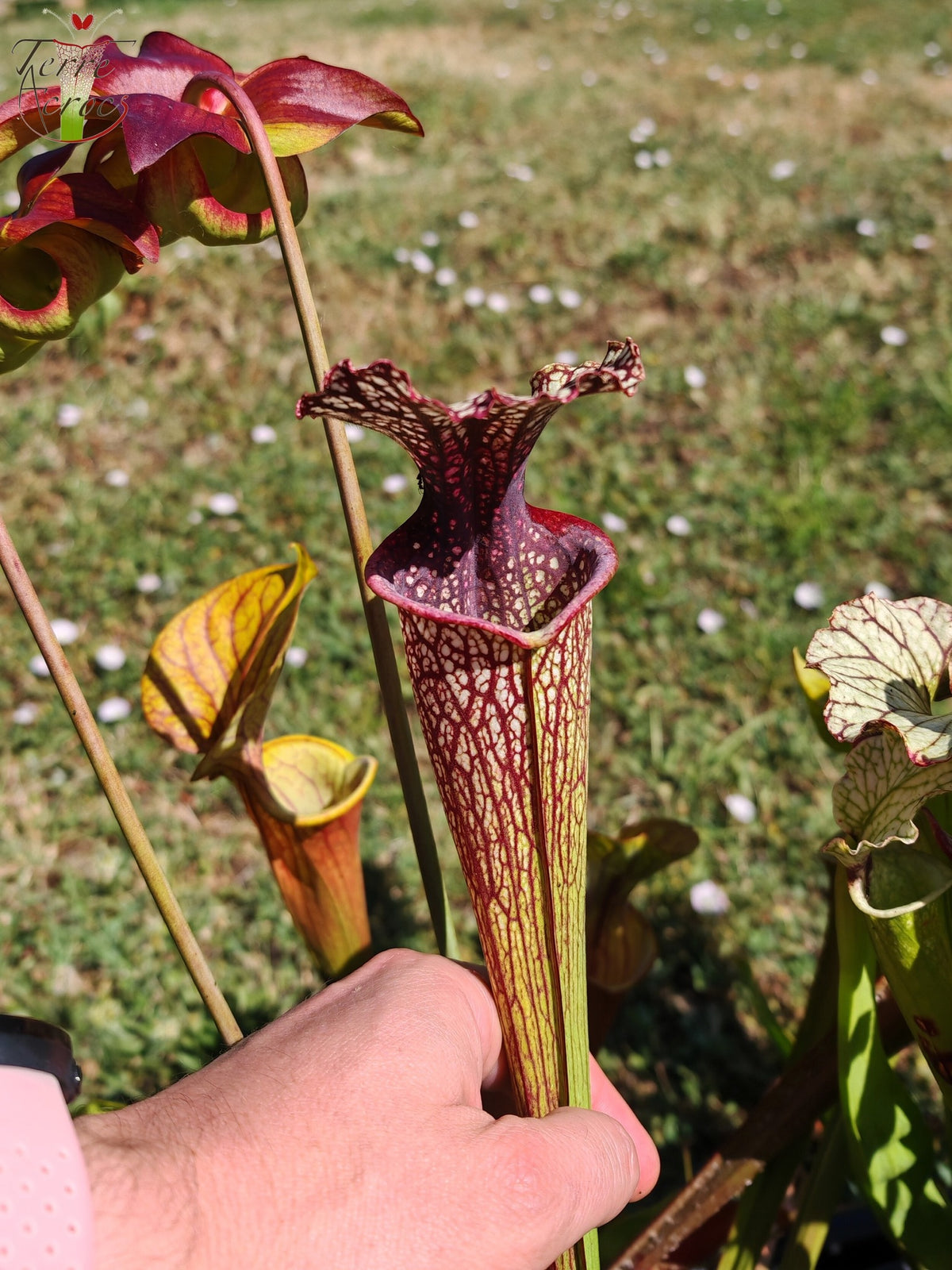 Sarracenia Seeds 2025 (SX11 x OP)