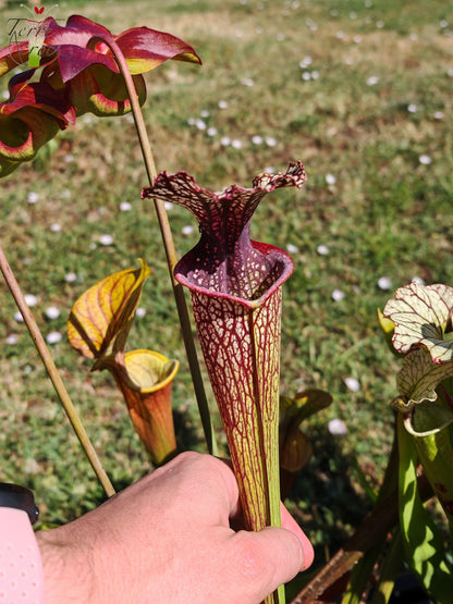 Sarracenia Seeds 2025 (SX11 x OP)