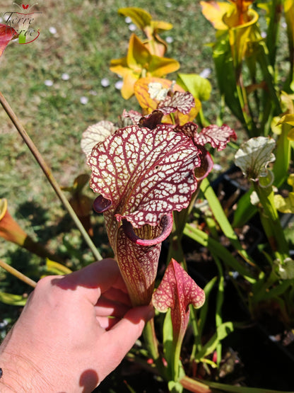 Sarracenia Seeds 2025 (SX11 x OP)