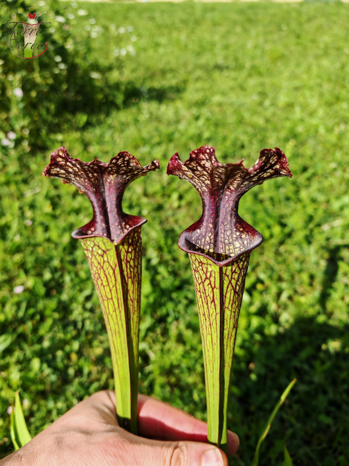 Sarracenia Seeds 2025 (SX11 x OP)