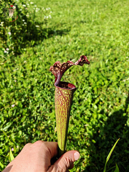 Sarracenia Seeds 2025 (SX11 x OP)