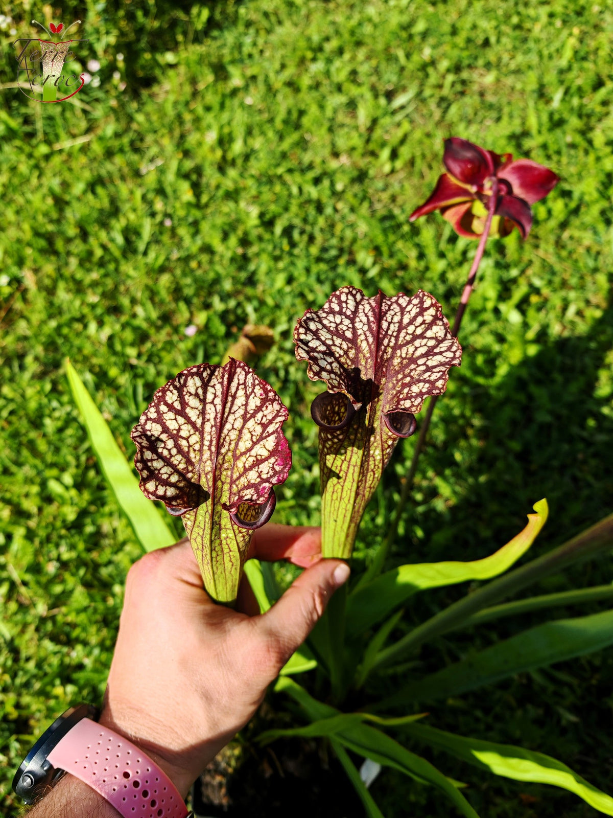 Sarracenia Seeds 2025 (SX11 x OP)