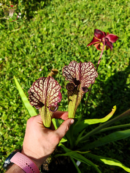 Sarracenia Seeds 2025 (SX11 x OP)