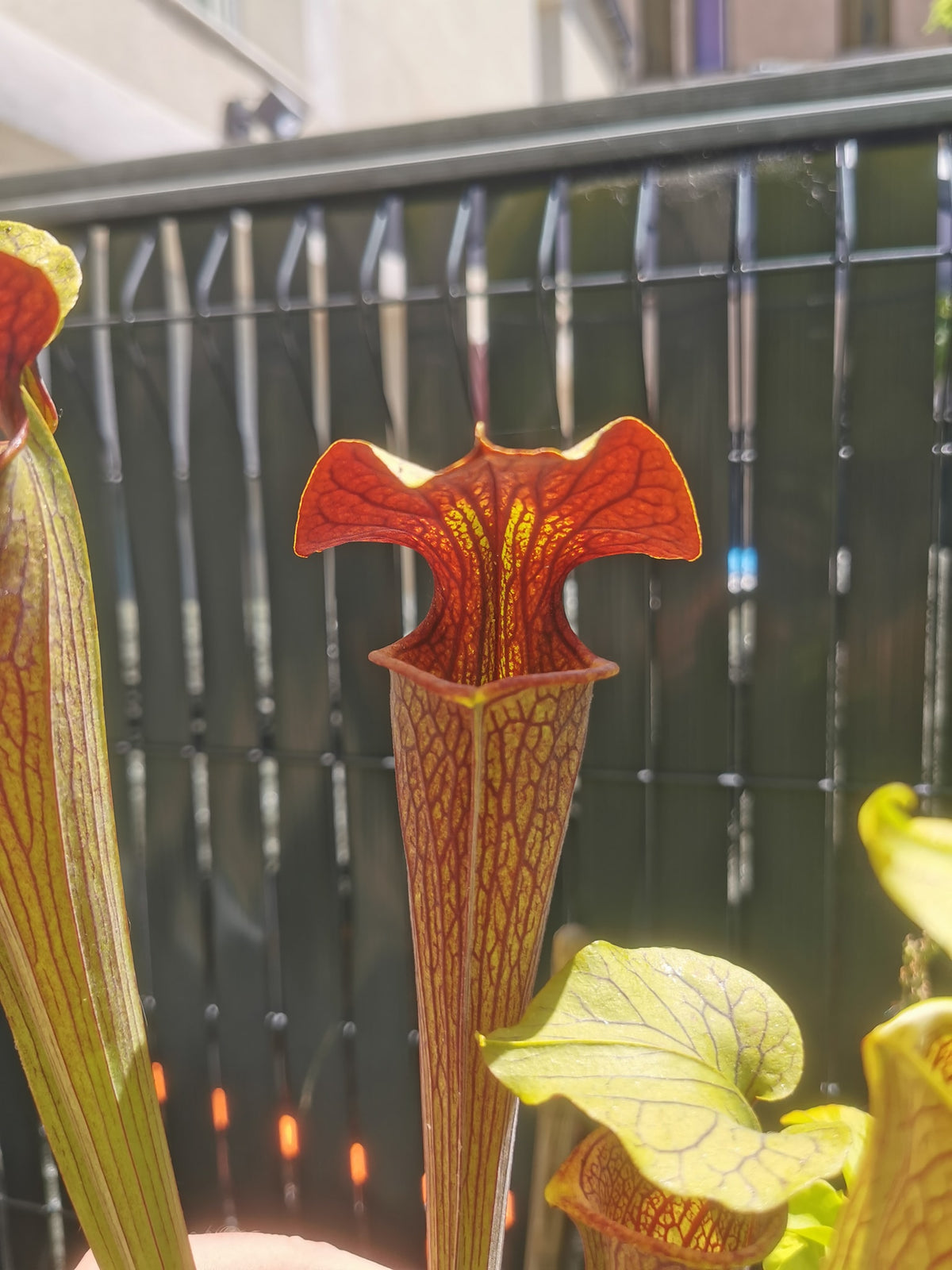 SX12 Sarracenia x (S. alata var. nigropurpurea x S. flava var. rubricorpora)