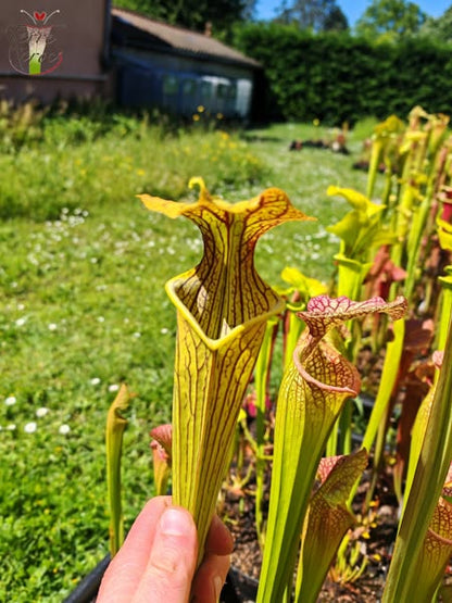 SX12 Sarracenia x (S. alata var. nigropurpurea x S. flava var. rubricorpora)