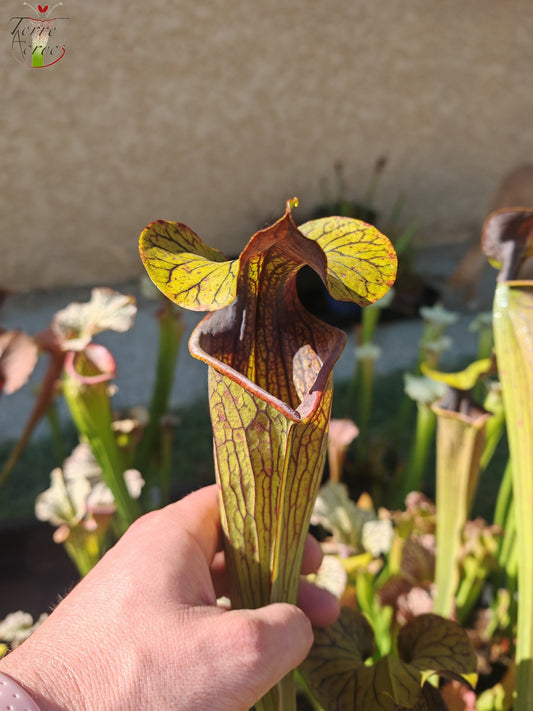 SX12 Sarracenia x (S. alata var. nigropurpurea x S. flava var. rubricorpora)