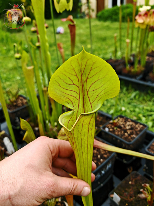 Graines Sarracenia 2025 (SX13 x OP)