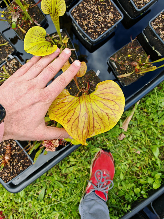 Graines Sarracenia 2025 (SX13 x OP)