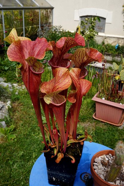 SX13 Sarracenia x 'Dantadelle'