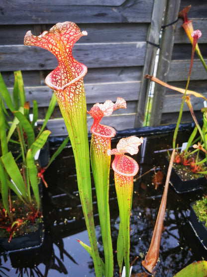 SX14 Sarracenia x (leucophylla x 'Adrian Slack') (Klon Q)