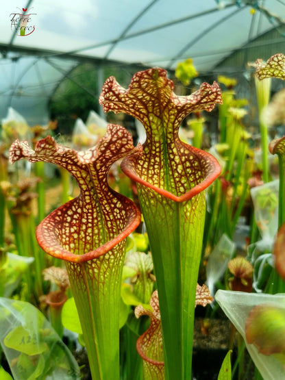 SX14 Sarracenia x (leucophylla x 'Adrian Slack') (Klon Q)