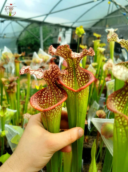 SX14 Sarracenia x (leucophylla x 'Adrian Slack') (Klon Q)