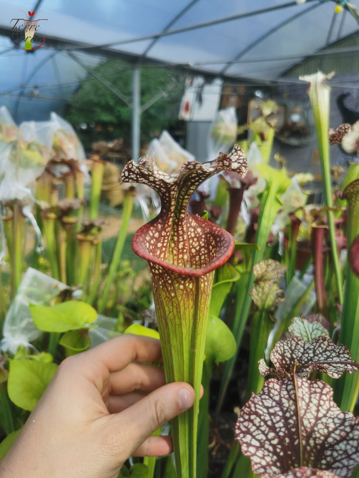 SX14 Sarracenia x (leucophylla x 'Adrian Slack') (Klon Q)