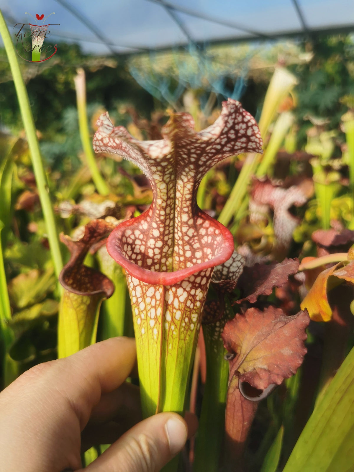 SX14 Sarracenia x (leucophylla x 'Adrian Slack') (Klon Q)