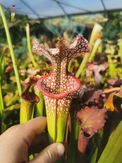 SX14 Sarracenia x (leucophylla x 'Adrian Slack') (Klon Q)