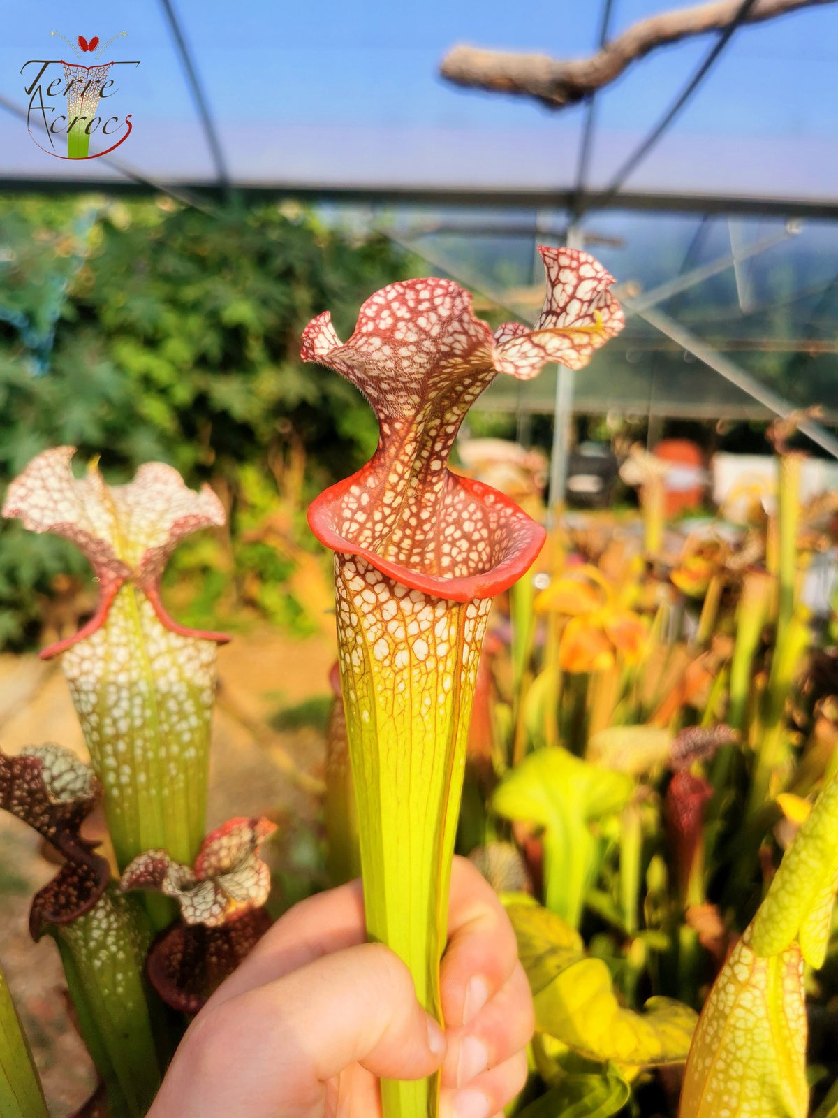 SX14 Sarracenia x (leucophylla x 'Adrian Slack') (Klon Q)