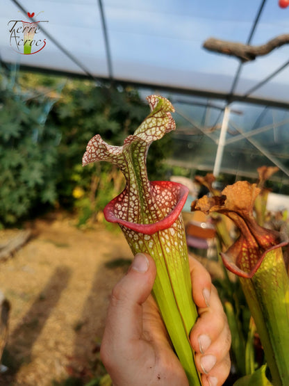 SX14 Sarracenia x (leucophylla x 'Adrian Slack') (Klon Q)