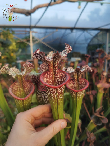 SX14 Sarracenia x (leucophylla x 'Adrian Slack') (Klon Q)