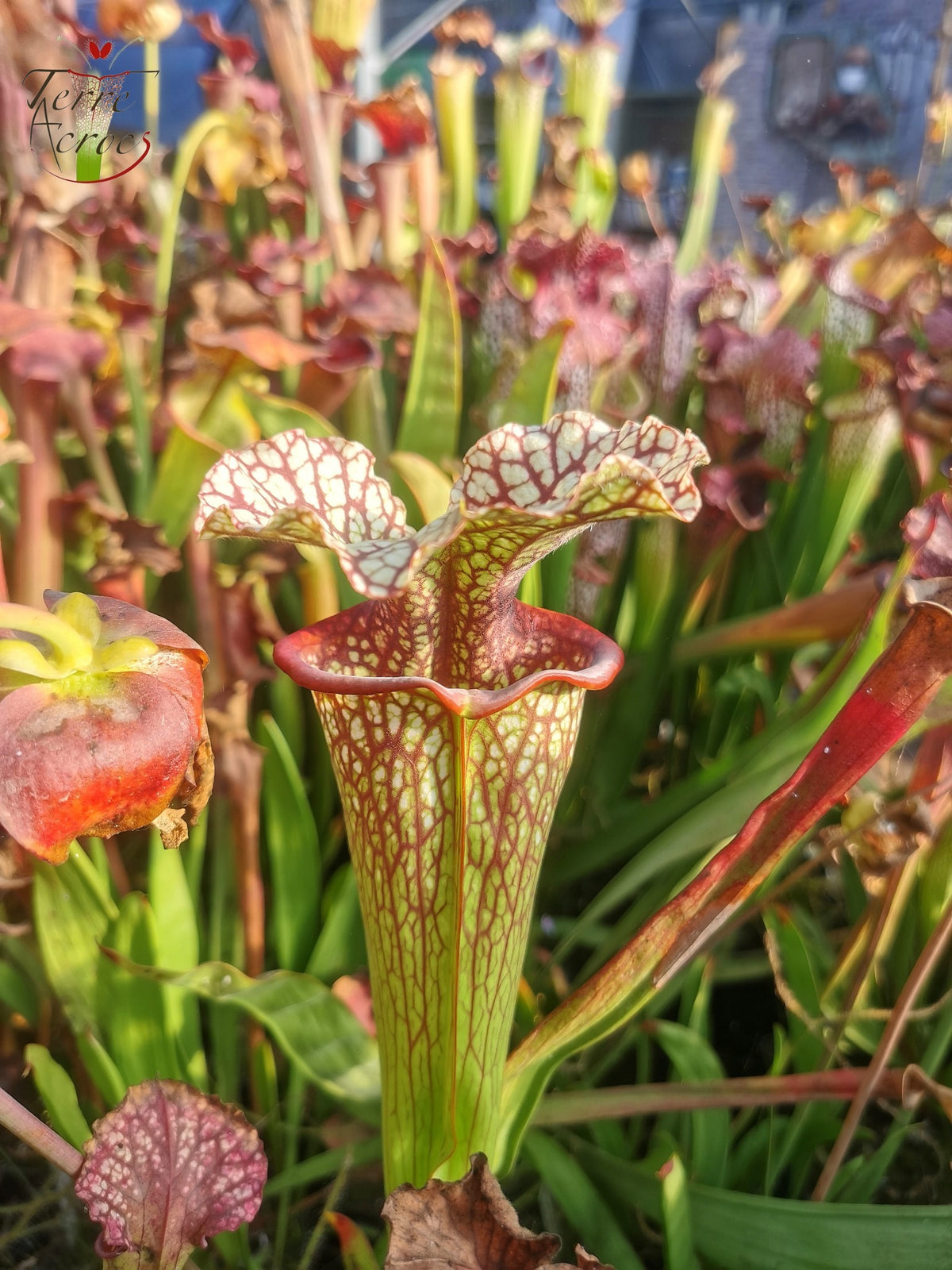 Sarracenia-Samen 2025 (SX15 x OP)