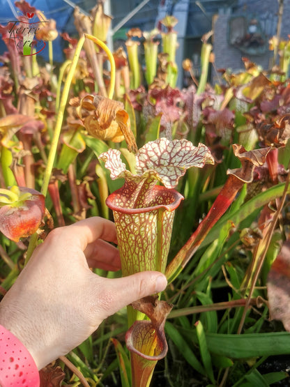 Sarracenia-Samen 2025 (SX15 x OP)