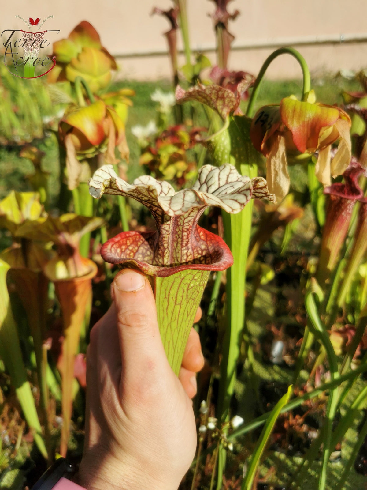 Sarracenia-Samen 2025 (SX15 x OP)
