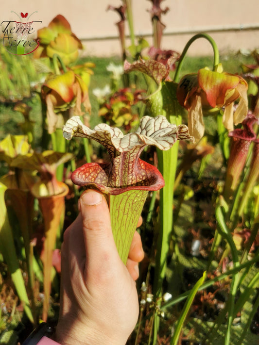 Graines Sarracenia 2025 (SX15 x OP)