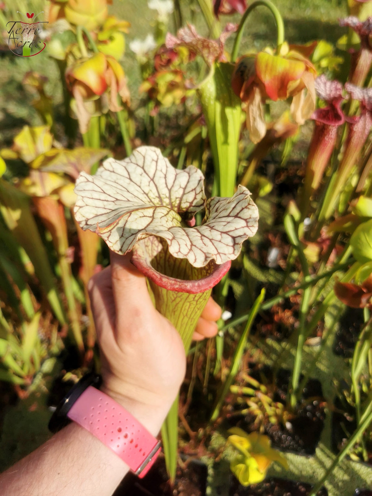 Sarracenia-Samen 2025 (SX15 x OP)