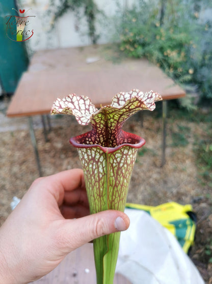 Sarracenia-Samen 2025 (SX15 x OP)