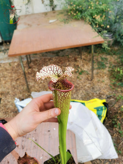 Sarracenia-Samen 2025 (SX15 x OP)