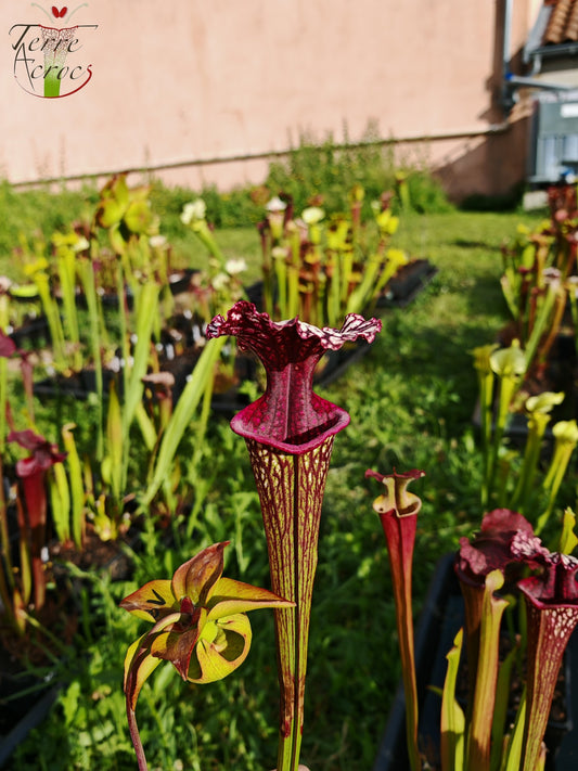 SX17 Sarracenia x (S. oreophila -- heavy veined x S. leucophylla -- large pink lipped)