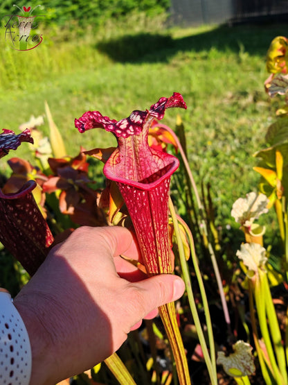SX17 Sarracenia x (S. oreophila -- heavy veined x S. leucophylla -- large pink lipped)