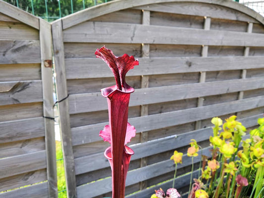 SX18 Sarracenia x unknown