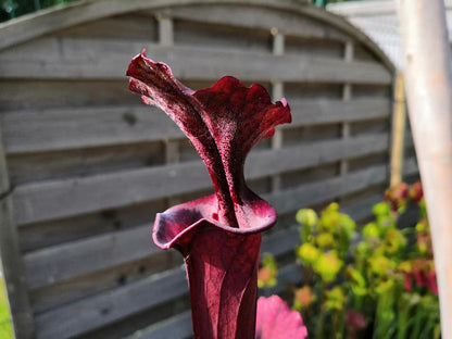 Sarracenia 2025 seeds (S. x unknown x OP)