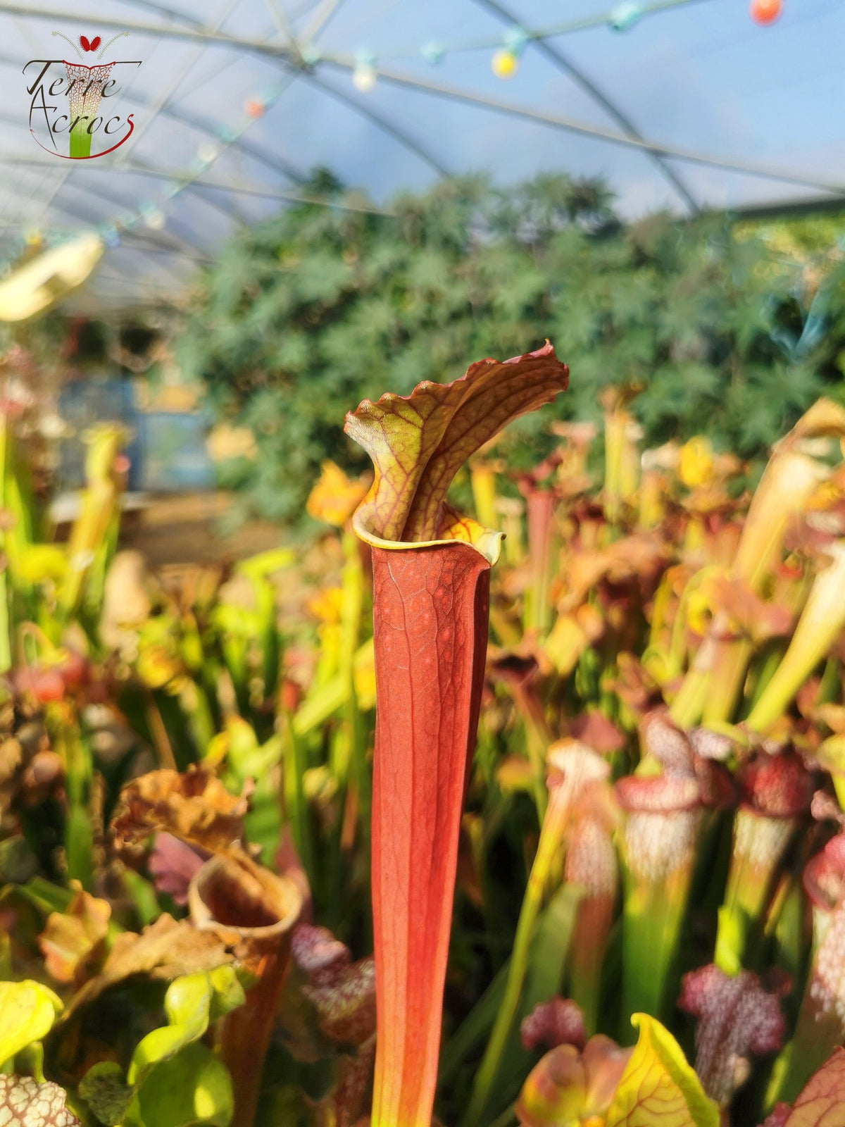 Sarracenia 2025 seeds (S. x unknown x OP)