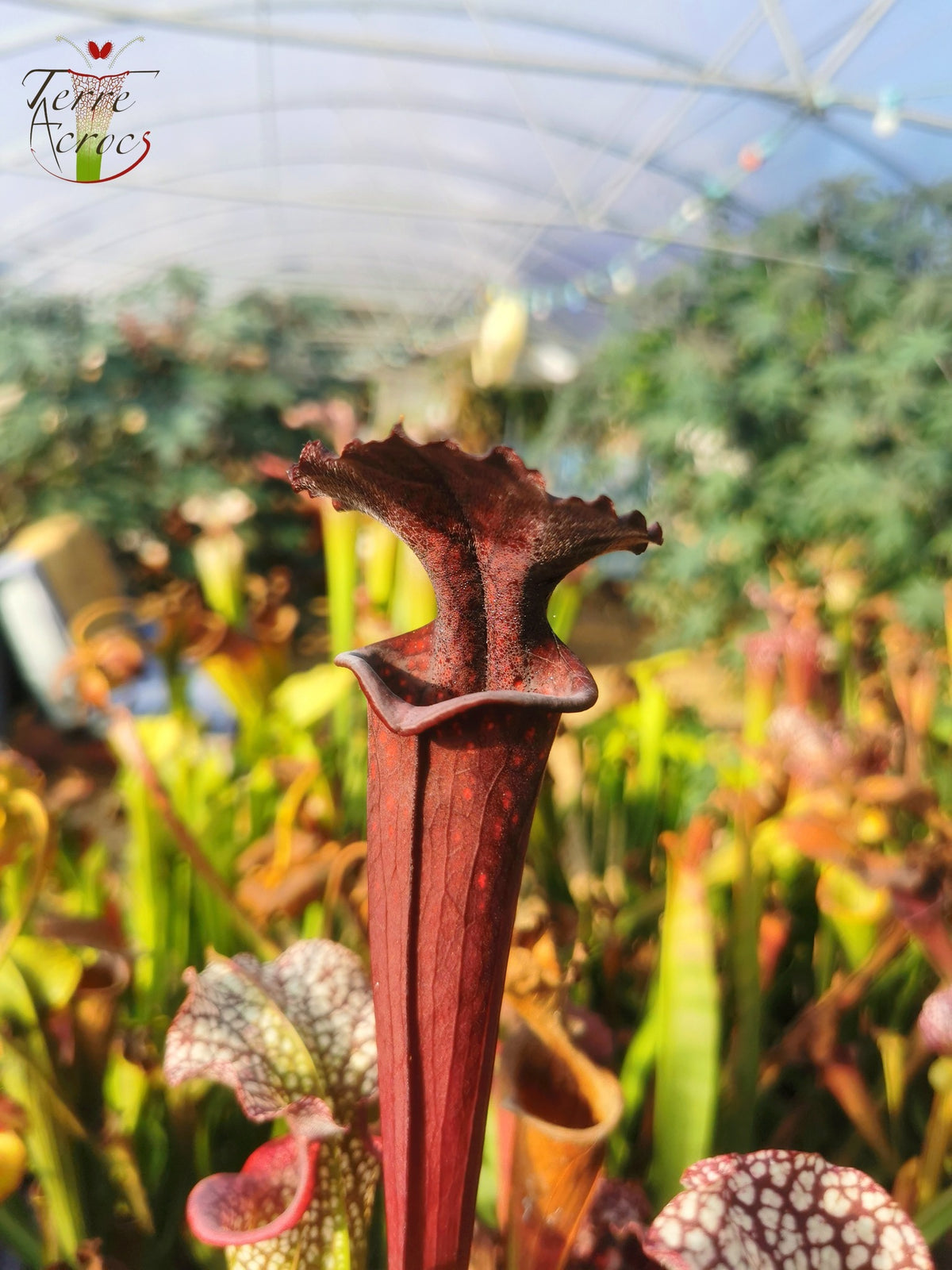 Sarracenia 2025 seeds (S. x unknown x OP)