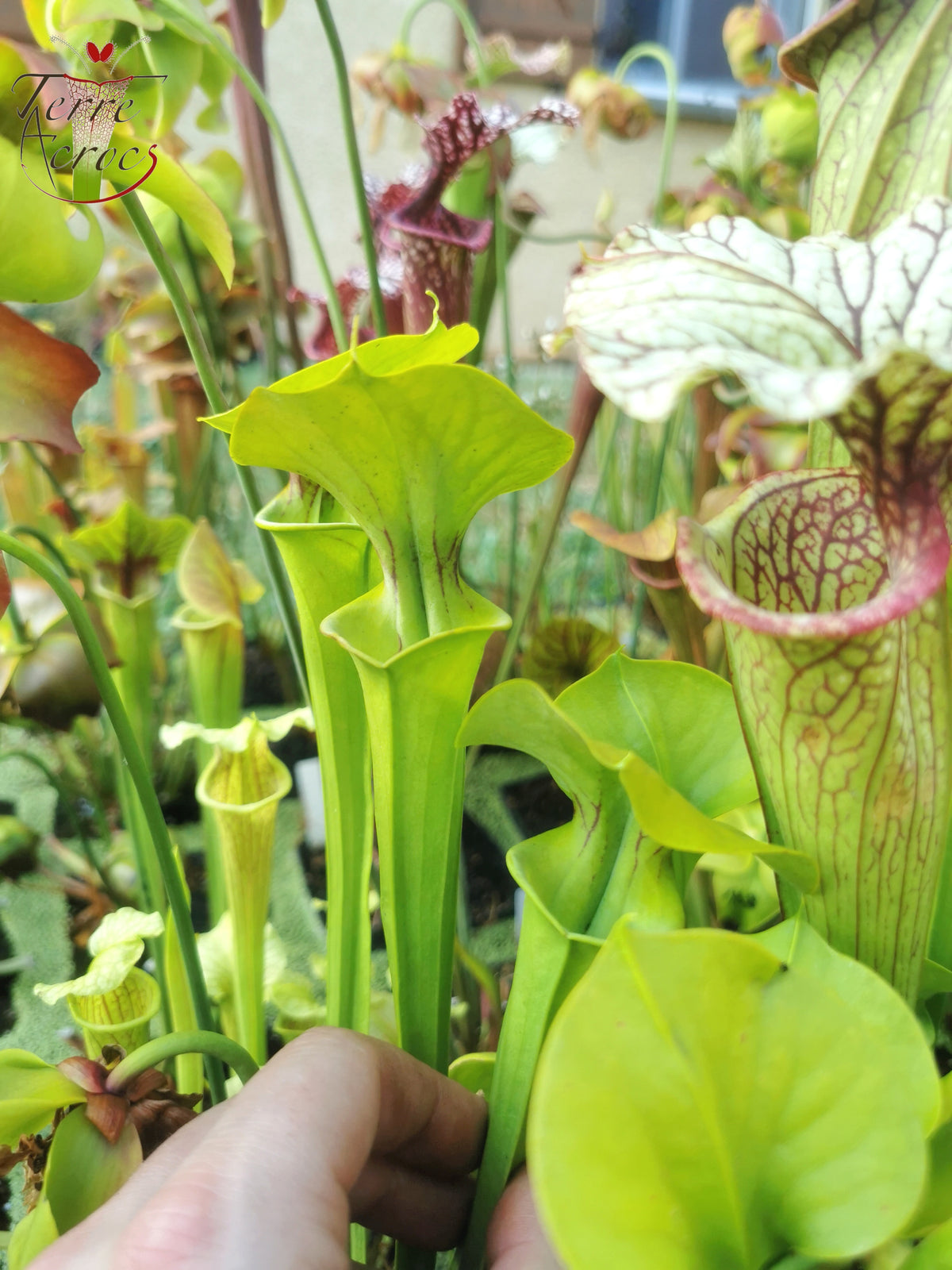 SX20 Sarracenia x (S. x „Citron“ x S. flava var. ornata) (Mutantenblume)