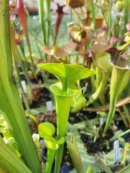 SX20 Sarracenia x (S. x „Citron“ x S. flava var. ornata) (Mutantenblume)
