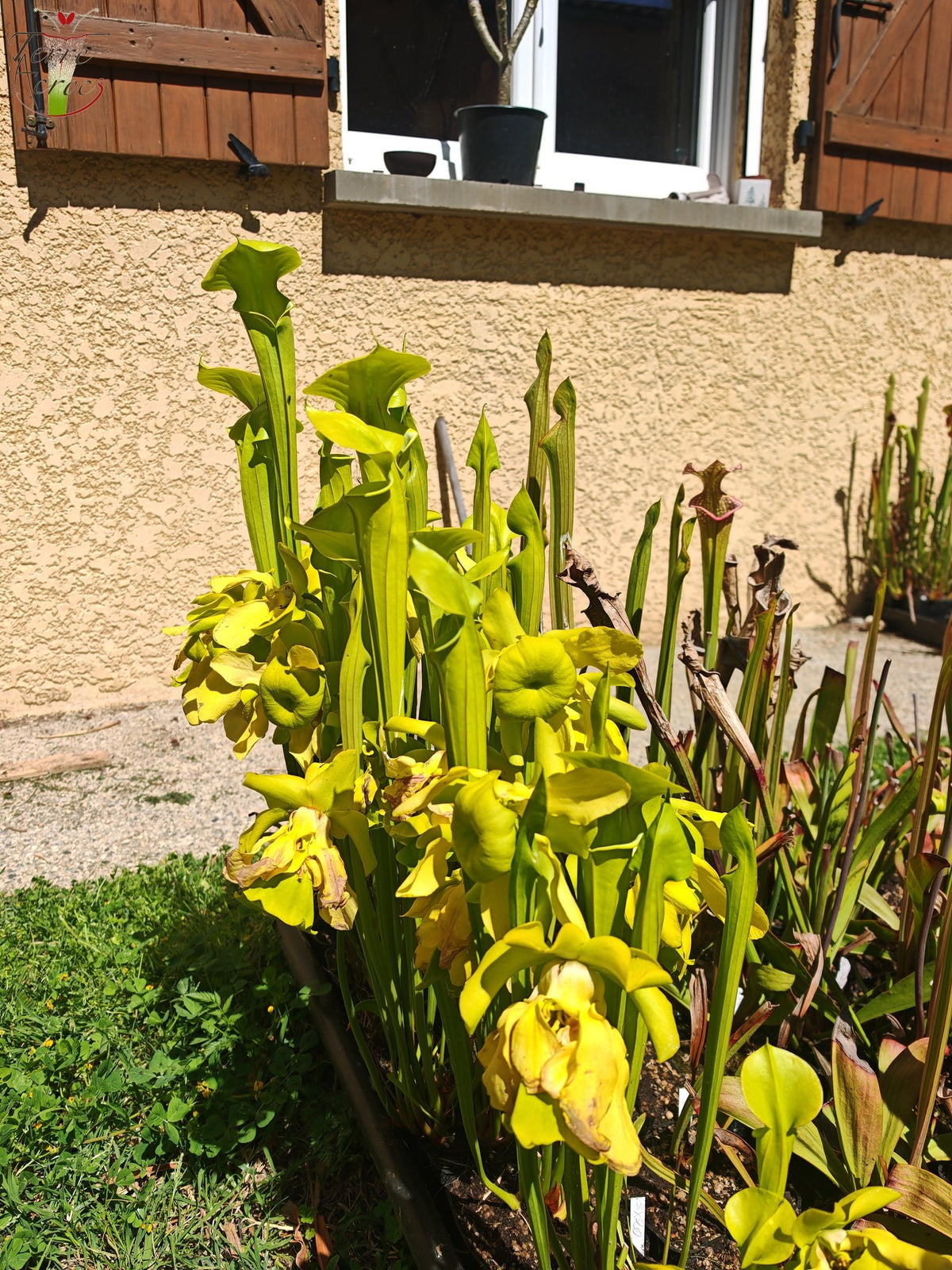 SX20 Sarracenia x (S. x „Citron“ x S. flava var. ornata) (Mutantenblume)