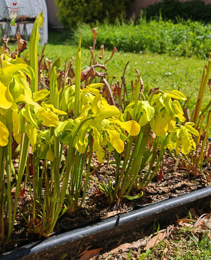SX20 Sarracenia x (S. x „Citron“ x S. flava var. ornata) (Mutantenblume)