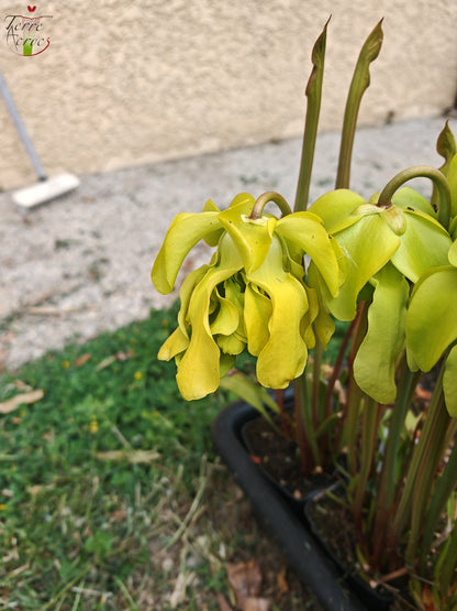 SX20 Sarracenia x (S. x „Citron“ x S. flava var. ornata) (Mutantenblume)