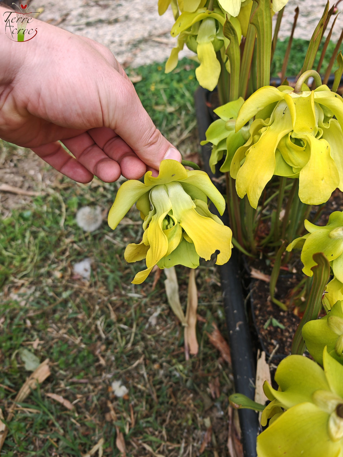SX20 Sarracenia x (S. x „Citron“ x S. flava var. ornata) (Mutantenblume)