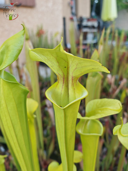 SX20 Sarracenia x (S. x „Citron“ x S. flava var. ornata) (Mutantenblume)