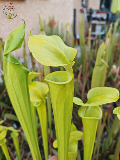 SX20 Sarracenia x (S. x „Citron“ x S. flava var. ornata) (Mutantenblume)