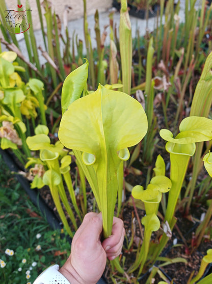 SX20 Sarracenia x (S. x „Citron“ x S. flava var. ornata) (Mutantenblume)
