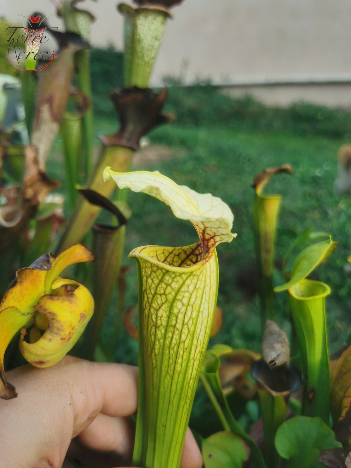 SX21 Sarracenia x (S. flava var. ornata „Golden“ x S. x „Camisole“)