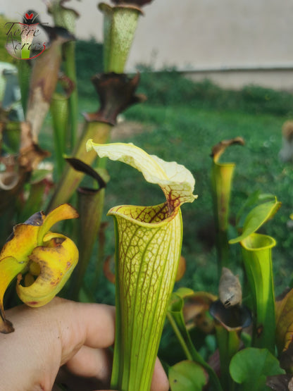 SX21 Sarracenia x (S. flava var. ornata „Golden“ x S. x „Camisole“)