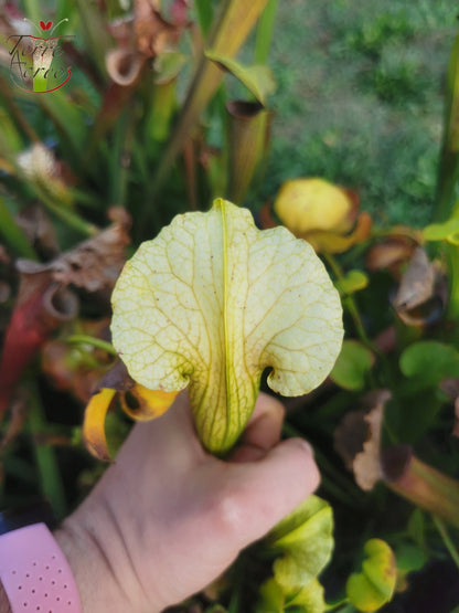 SX21 Sarracenia x (S. flava var. ornata „Golden“ x S. x „Camisole“)