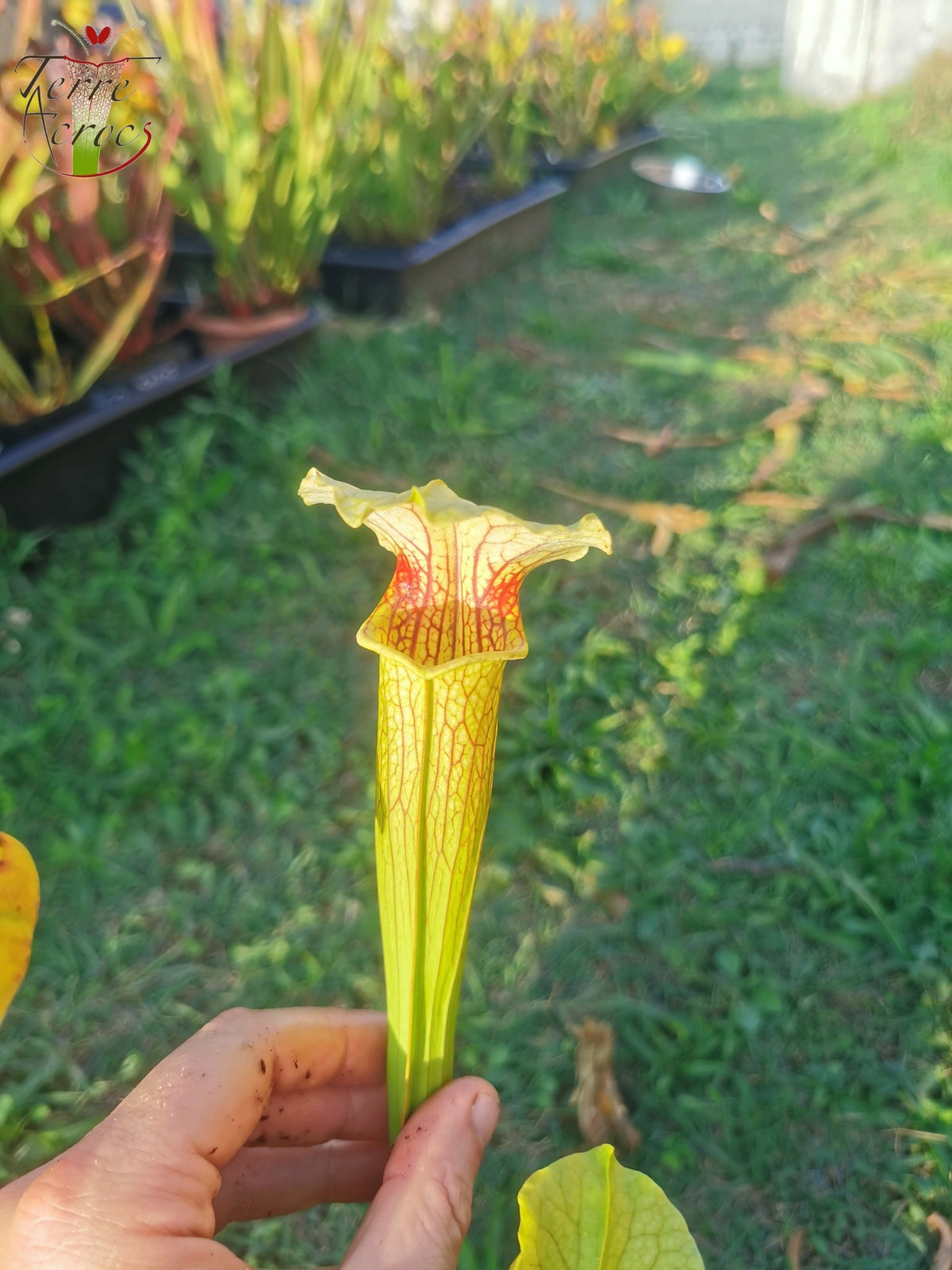 SX21 Sarracenia x (S. flava var. ornata „Golden“ x S. x „Camisole“)
